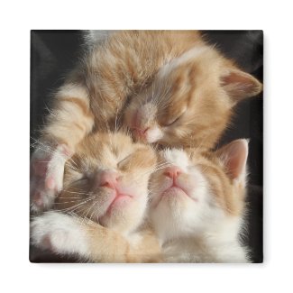 Kitten Cuteness Magnet magnet