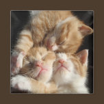 Kitten Cuteness Magnet magnets