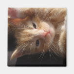 Kitten Cuteness Magnet