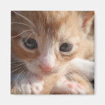 Kitten Cuteness Magnet