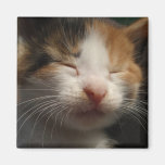 Kitten Cuteness Magnet