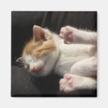 Kitten Cuteness Magnet