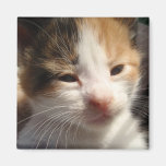 Kitten Cuteness Magnet