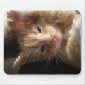 Kitten Cuteness Mousepad mousepad