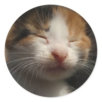 Kitten Cuteness Sticker sticker