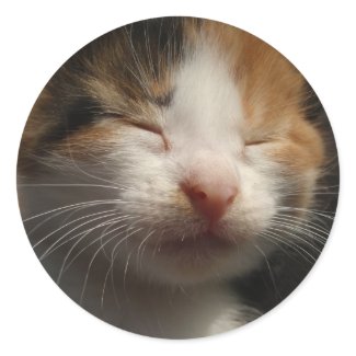 Kitten Cuteness Sticker sticker