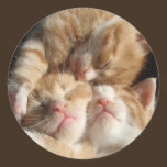 Kitten Cuteness Sticker stickers