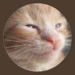 Kitten Cuteness Sticker stickers