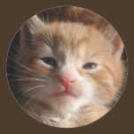 Kitten Cuteness Sticker stickers