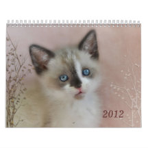 Kitten Cuties Wall Calendars