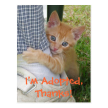 Kitten Dax Adopted Postcard