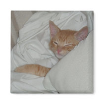 Kitten Dax Dreams Magnet