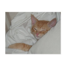 Kitten Dax Dreams Postcard