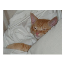 Kitten Dax Dreams Postcard