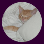 Kitten Dax Dreams Sticker stickers