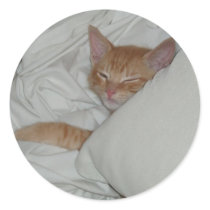 Kitten Dax Dreams Sticker by naturegirl7 Kitten Dax Dreams Sticker