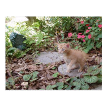 Kitten Dax Explores Postcard