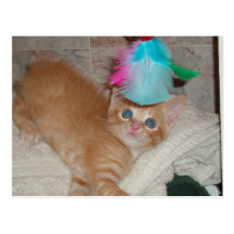 Kitten Dax & Feathers Postcard