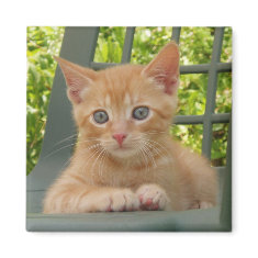 Kitten Dax magnet