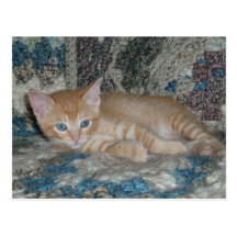 Kitten Dax on Afghan Post Cards