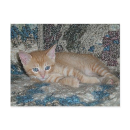 Kitten Dax on Afghan postcard