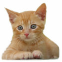 Kitten Dax Photo Sculpture photo sculptures
