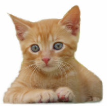 Kitten Dax Photo Sculpture photo sculptures