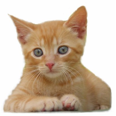 Kitten Dax Photo Sculpture by naturegirl7