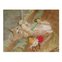 Kitten Dax Plays Post Card
