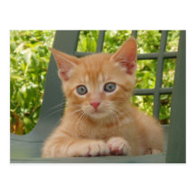 Kitten Dax Postcard