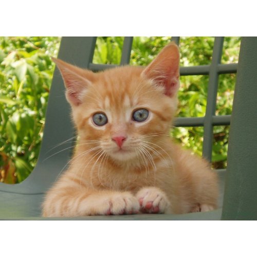 Kitten Dax print