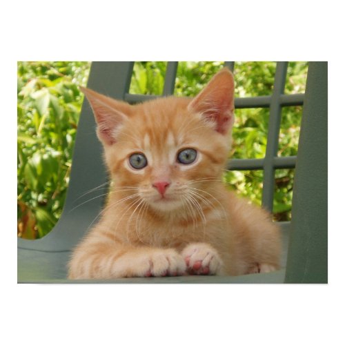 Kitten Dax print