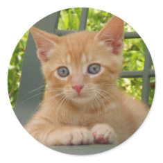 Kitten Dax Sticker sticker