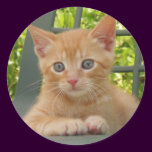 Kitten Dax Sticker