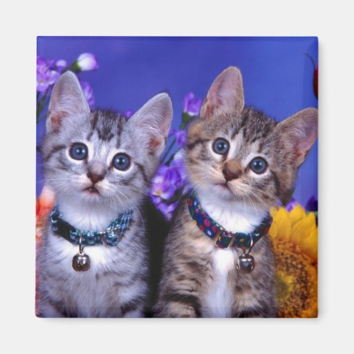 Kitten Duo Fridge Magnets