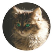Kitten eyes envelope seals round stickers