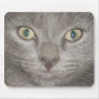 kitten face2 mousepad -gray
