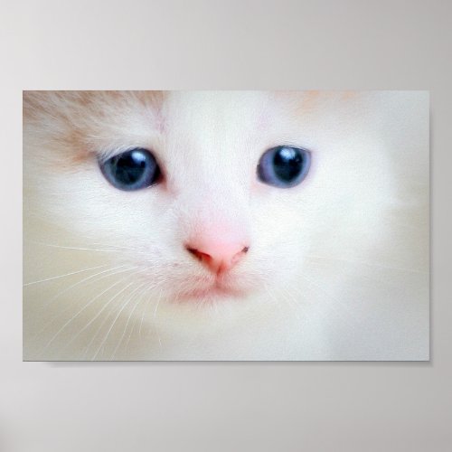 Kitten face Poster print