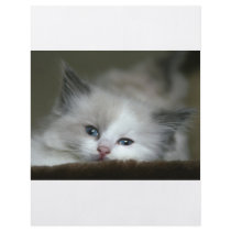 Kitten flyers by oddbob Kitten flyers