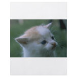 Kitten flyers