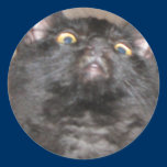 Kitten Focus Up Sticker stickers