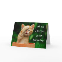 kitten forgot birthday greeting cards