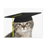 Kitten graduation postcards