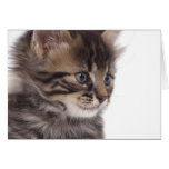 kitten greeting cards