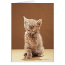 Kitten grooming cards