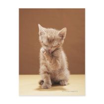 Kitten grooming post cards