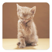 Kitten grooming square sticker