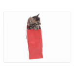 kitten in a bag red postcard