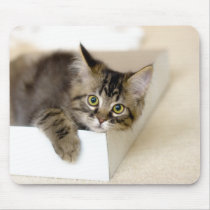 Kitten in a Box mousepad