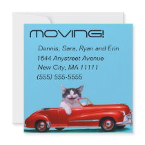 Kitten in a Red Convertible Announcements